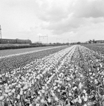 150997 Gezicht op een bloembollenveld ter hoogte van Hillegom met op de achtergrond een gedeelte van een electrisch ...